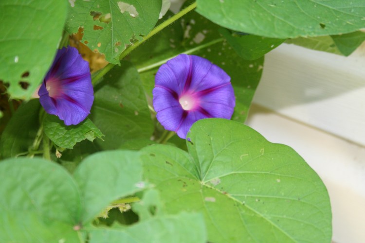 Copyright 2015 by R.A. Robbins