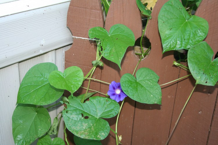 Copyright 2015 by R.A. Robbins