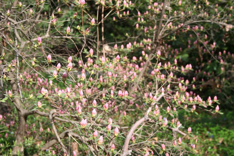 Copyright 2016 by R.A. Robbins