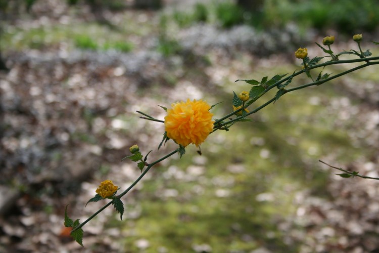 Copyright 2016 by R.A. Robbins