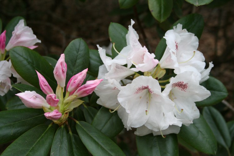 Azaleas in Lendonwood Gardens.  Copyright 2016 by R.A. Robbins