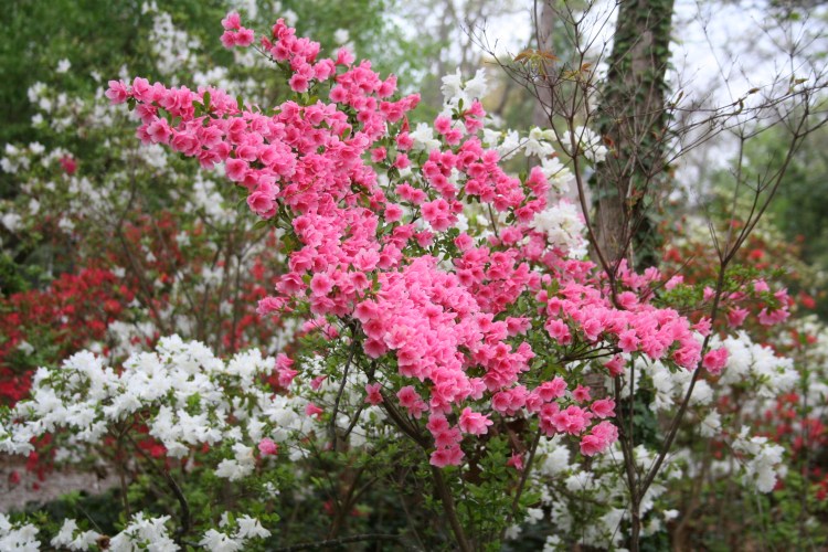 pink and white azaleas