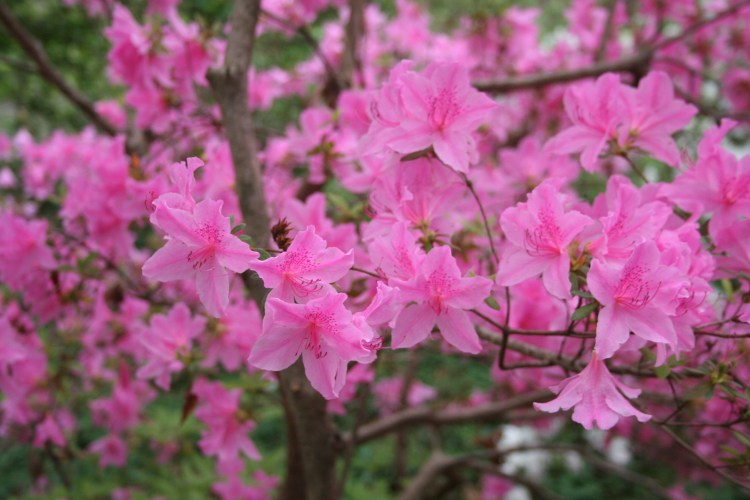 Copyright 2016 by R.A. Robbins