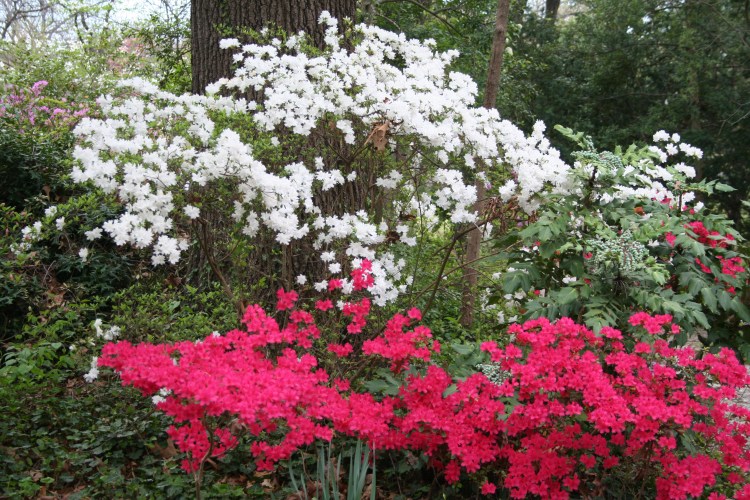 red and white azeleas
