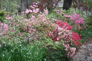shades of pink azaleas