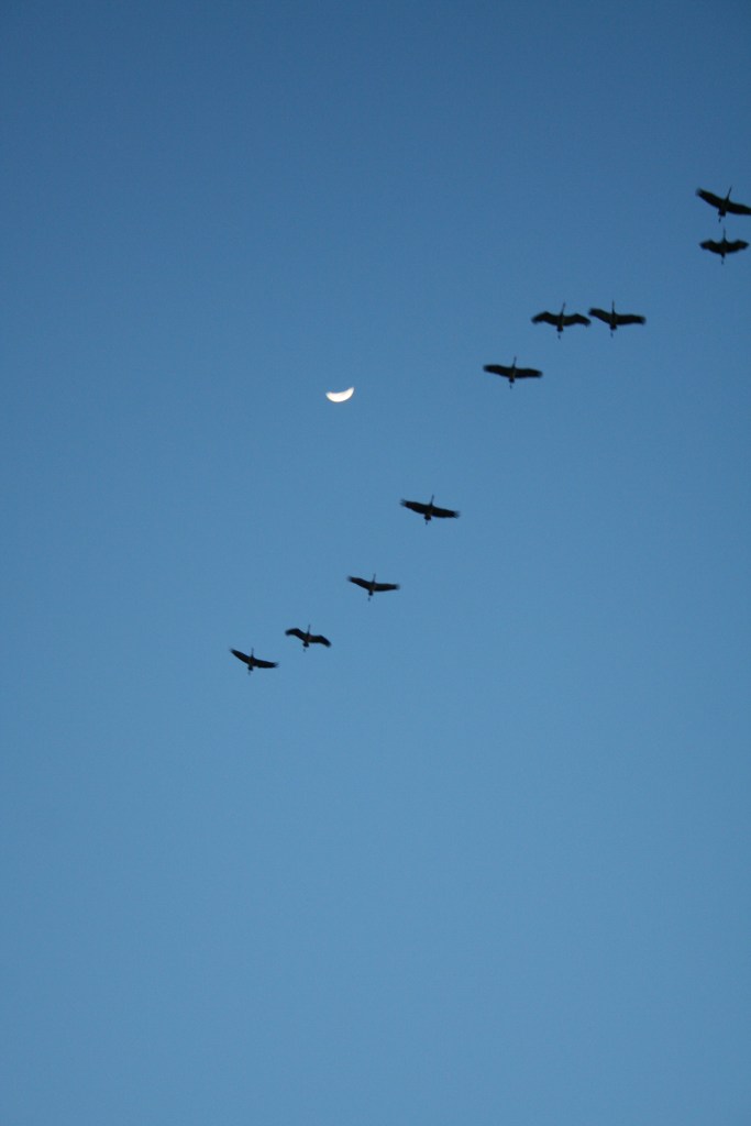 Copyright 2016 by R.O. Robbins